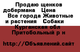 Продаю щенков добермана › Цена ­ 45 000 - Все города Животные и растения » Собаки   . Курганская обл.,Притобольный р-н
